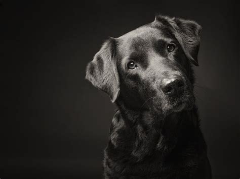 The Secrets To Taking Awesome Dog Portraits The Head