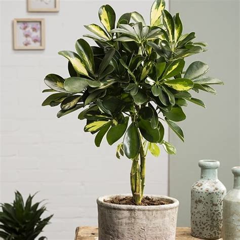 The schefflera gold capella is a timeless and beloved plant for the home, office or hotel. Dwarf umbrella tree | Schefflera arboricola Gold Capella - Indoor Plants