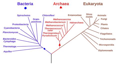 How Does A Phylogenetic Tree Indicate Major Evolution - vrogue.co