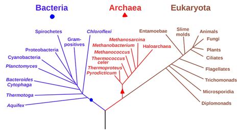 How Are Organisms Grouped On A Branching Tree Diagram Photos Cantik