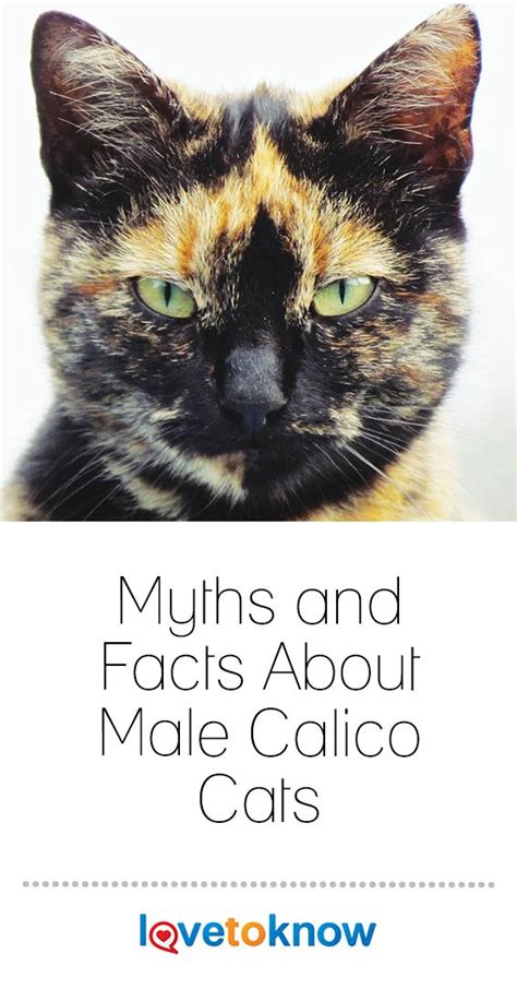 Myths And Facts About Male Calico Cats Lovetoknow Calico Cat
