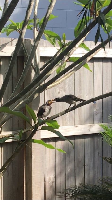 Rescue And Feeding Of Noisy Miner And Indian Mynah Birds Birds In