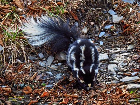 Eastern Spotted Skunk Great Smoky Mountains Association