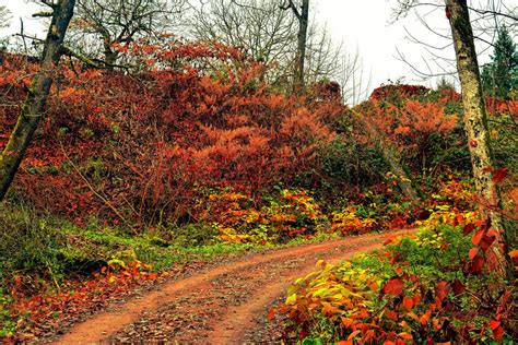 Autumnal Walk V By Aenea Jones On Deviantart