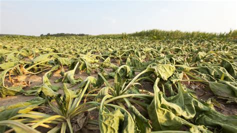 What Climate Change Will Mean For Crops Giving Compass