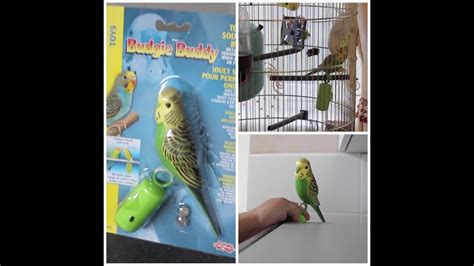 Budgie Buddy Interactive Toy Unboxing And Review Youtube