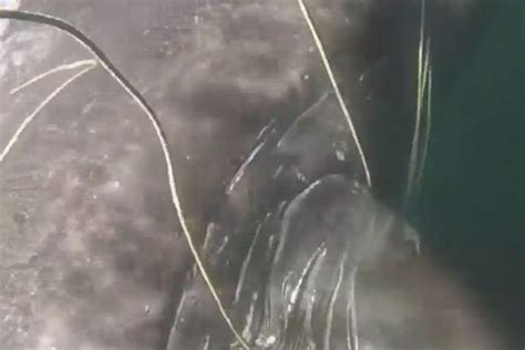 Dramatic Moment Humpback Whales Life Is Saved After Becoming Entangled
