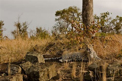 Sabi Sabi Private Game Reserve South Africa Gazing Longingly Up At The Remainder Of His Hunt