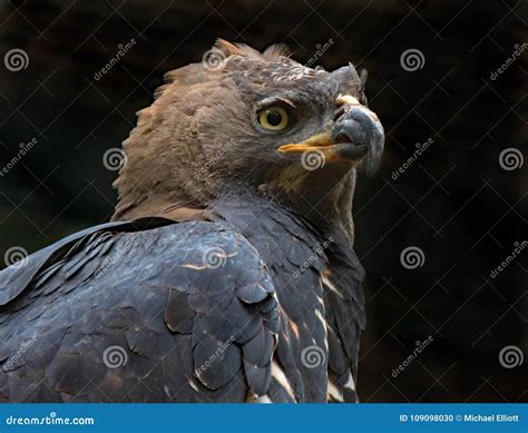 African Crowned Eagle Stock Photo Image Of Birds Hunter 109098030