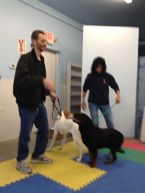 Workshops Canine Case Squad Canine Behaviorists And Trainers Ny Dog