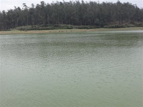 Lago De Ooty India Ooty Imagem De Stock Imagem De Montanha 87462143