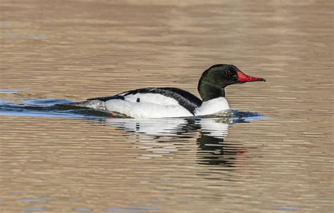 Common Merganser Male Dubois Anglers And Wildlife Group Dawgs