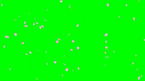 Falling Cherry Blossom Hd Animation Green Screen Effect