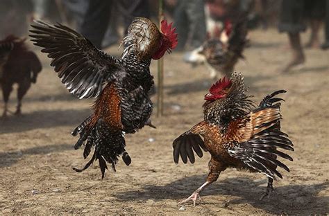 The Observers 20 Photographs Of The Week Fighting Rooster Rooster