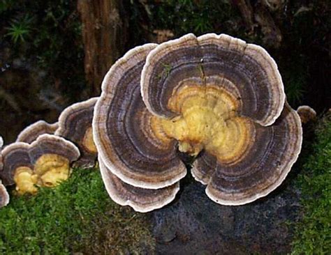 turkey tail mushroom edible all mushroom info