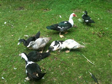 How to tell the females from the males without venting. Muscovy | Ducks | Breed Information | Omlet