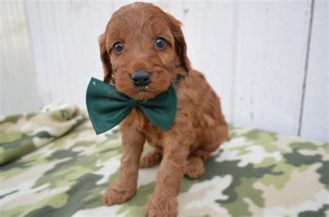 Irish Setter-Poodle (Miniature) Mix puppy for sale in EAST ...
