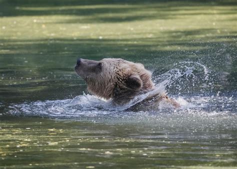 Le alluvioni nella germania del sud. Paura in Germania, animali scappano dallo zoo: panico ...