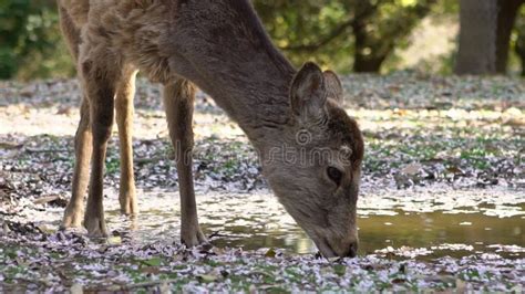 Sika Deer Drinking Water On Puddle With Sakura Flowers In Japan Nara
