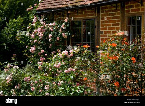 Roses Garden Climbing Hi Res Stock Photography And Images Alamy