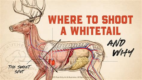 Whitetail Deer Anatomy And Shot Placement Youtube