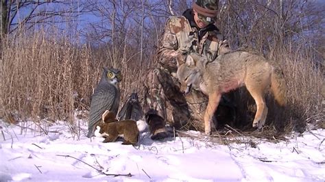 2016 Coyote Hunting With The Xcr 223 Youtube