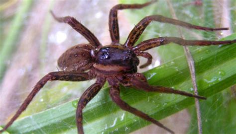 Common House Spiders And Their Mating Habits Sciencing