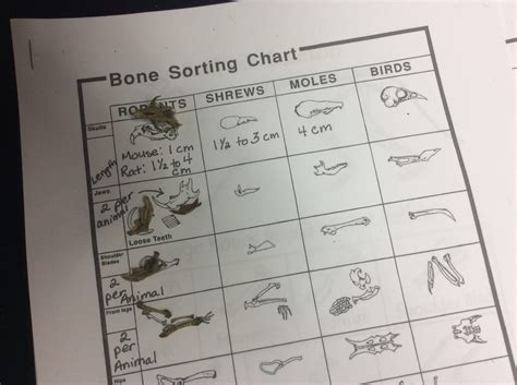 Owl Pellet Dissection Trophic Levels And Energy Loss Teaching Ap® Science