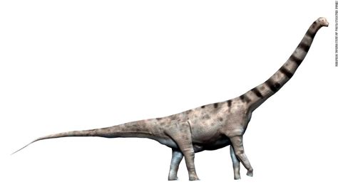 アルゼンチン 巨大恐竜の化石発掘、最大級の陸上生物と推定 ひよこ
