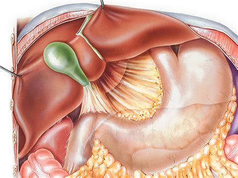 Normal anatomy gallbladder the gallbladder is an elliptical organ located in a fossa on the undersurface of the liver between the right and the left lobes. Timing of Gallbladder Cancer Reoperation Affects Survival