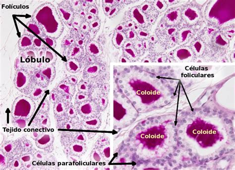 Página De Términos Atlas De Histología Vegetal Y Animal