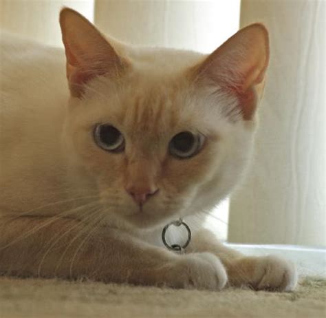 Most siamese cat names have some oriental background. Angel the Flame Point Cat's Web Page