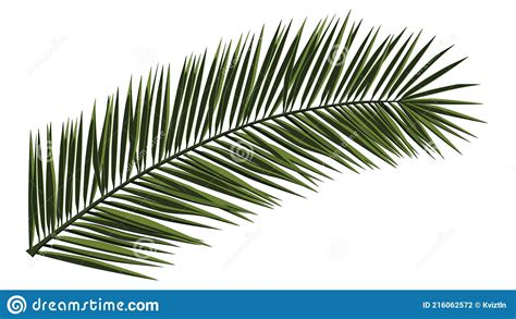 Green Realistic Palm Branch Isolated On White Stock Vector