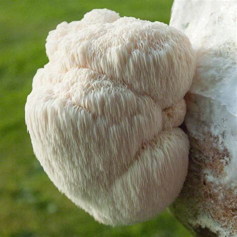 Lion's mane mushroom is one of the gourmet mushrooms that has been studied by scientists in laboratory settings. Lion's Mane Grain Master Bag — Fungi Perfecti