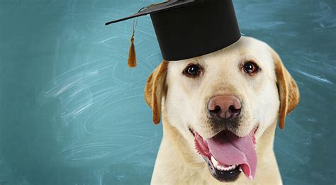 East York Veterinary Center - Externships and Educational Opportunities