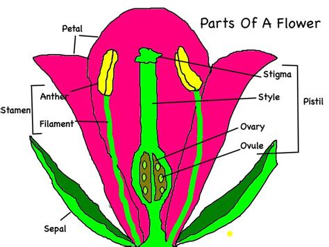 Parts Of A Flower ~ My English And Science