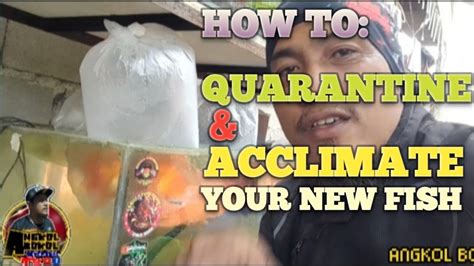 Ep63 How To Quarantine And Acclimate Your New Goldfish Youtube