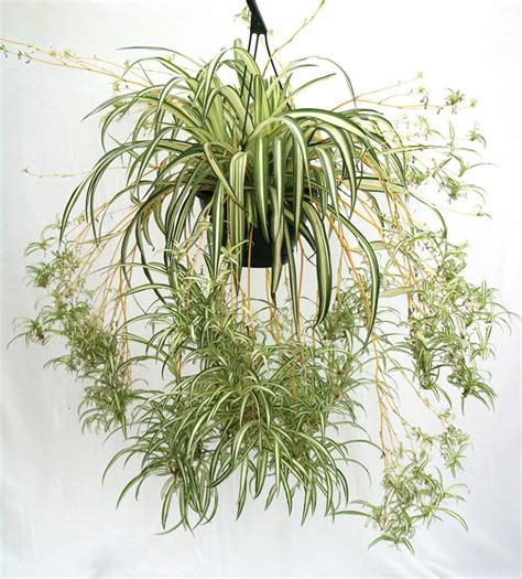 Best Indoor Plants For Every Room The Dirt Blog Stauffers