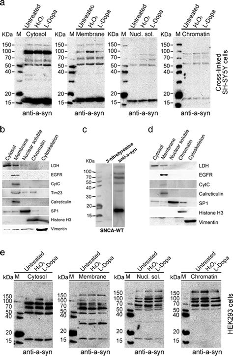 A Syn Profiles Of Uv Cross Linked Shsy Cells And Hek293 Cells A