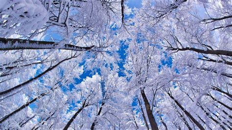 Winter Screensavers And Wallpapers Wallpaper Cave