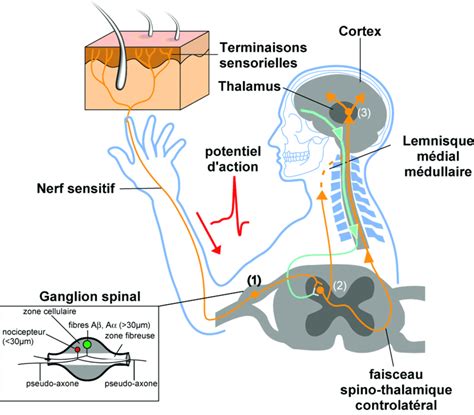 Voies Nerveuses Sensorielles Les Corps Cellulaires Des Neurones Hot Sex Picture