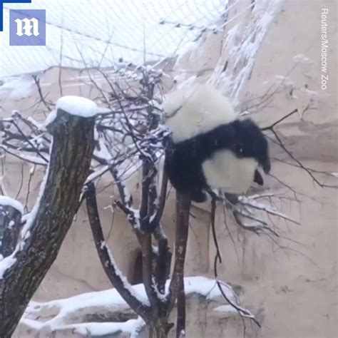 Giant Pandas Play In Snow These Cute Pandas Are Playing In The Snow ️