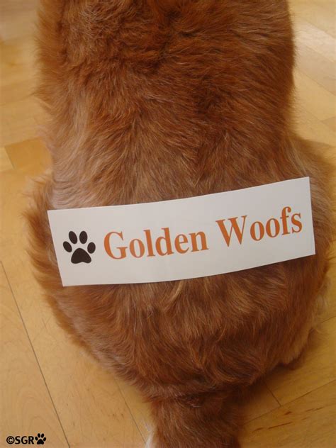 Golden Woofs Giveaway Golden Woofs