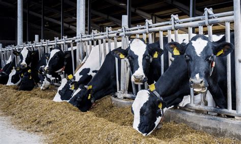 Discover The Top 5 Types Of Dairy Cows And Which One Produces The Creamiest Milk Yet