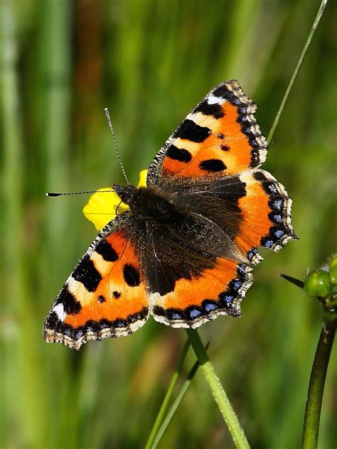 Small Tortoiseshell Butterfly Numbers Wildlife Insight