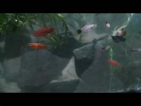 Bisa kita buat dari kayu, atau bisa juga dari stereo foam. penghuni baru kolam ikan buatan sendiri - YouTube