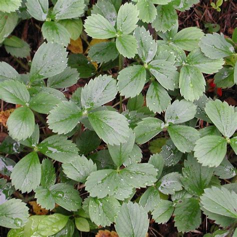 Wild Strawberry Plants Can Cover A Lot Of Ground Osu Extension