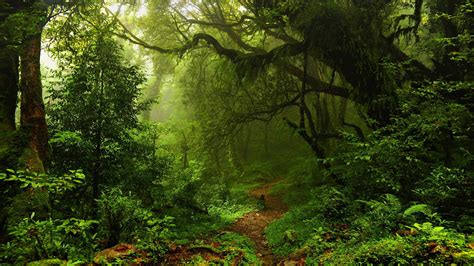 Download Greenery Path Sunshine Nature Forest 4k Ultra Hd Wallpaper By