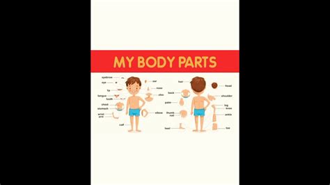 My Body Parts Part Youtube
