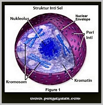 We did not find results for: Gambar Sel Hewan dan Sel Tumbuhan Beserta penjelasannya ...